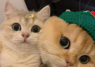 小猫多大能吃猫粮（合适）
