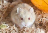 仓鼠和松鼠哪个好养(好养些)