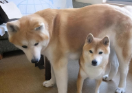 柴犬和秋田犬哪个好养（不同之处）