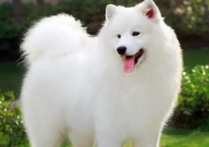 萨摩耶犬有几种颜色(都有什么颜色)