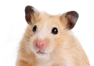 仓鼠能吃柠檬吗(为什么)