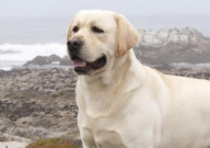 拉布拉多老打嗝怎么回事（怎么办）