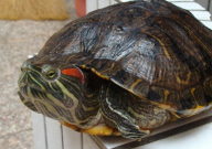 巴西龟能养到多大（寿命有多长）