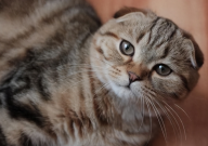 折耳猫和立耳猫哪个贵（原因）