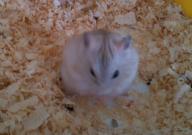 仓鼠能不能吃煮熟的玉米（为什么）