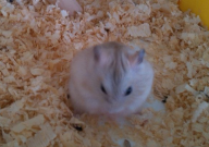 仓鼠能吃圣女果吗(为什么)