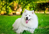 萨摩耶是大型犬还是中型犬（判定标准）