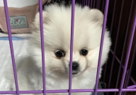 博美犬爱掉毛吗(怎么办)