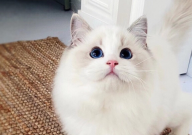 布偶猫凶吗（太凶了怎么治）