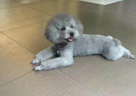 灰色贵宾犬价钱（一般卖多少钱）