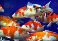 水族箱如何养锦鲤(注意事项)