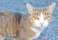 宠物猫可以吃生鸡肉吗(为什么)