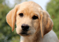 拉布拉多和德牧哪个好（适合家养）