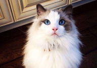 为什么有的布偶猫脸是黑的(是什么品种)