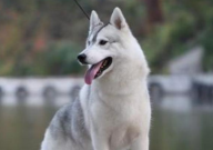 哈士奇打喷嚏怎么回事(怎么办)