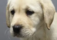 拉布拉多怀孕多久能看出来（肚子）