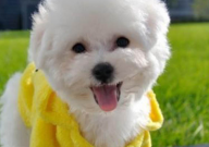 比熊可以吃奇异果吗（为什么）