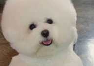 新手适合养博美还是比熊(第一次养狗)