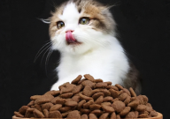 猫粮混着吃好吗（还是吃一种好）