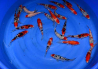 冬季买锦鲤好吗(原因)