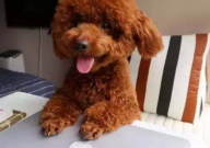 泰迪狗不吃狗粮喜欢吃肉怎么办(处理)