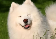 萨摩耶犬的优缺点有哪些(有什么)