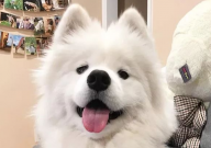 养萨摩耶幼犬需要注意什么(事项)