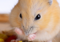 仓鼠能吃人吃的面包吗(好不好)