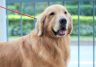 怎样训练金毛犬(服从性)