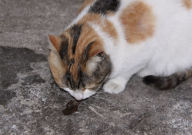 野猫能吃狗粮吗(为什么)