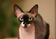 无毛猫聪明吗(智商高不高)