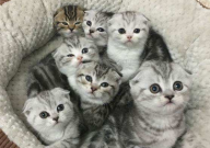 苏格兰折耳猫多少钱一只（幼崽）