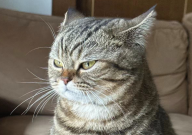 猫砂处理方法(有哪些)