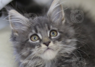 缅因猫幼崽怎么选（品相）