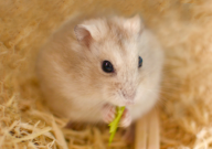 如何与仓鼠培养感情（搞好关系）