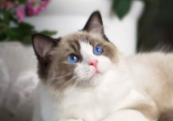 猫关笼子里养好吗(能行么)