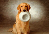 自制狗粮到底好不好(好不好用)