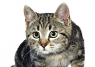 绝育的猫还能买吗(是不是要便宜一点)