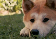 16个不能养秋田犬的理由（后悔）