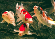 养锦鲤要放盐吗(为什么)