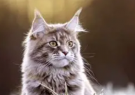 缅因猫咬人吗（为什么）