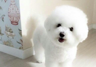 比熊能吃小龙虾吗(为什么)