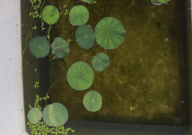 锦鲤水花怎么养(成活率高些)