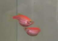 斑马鱼怎么过冬(需要加热吗)