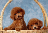 贵宾犬能活多少年(寿命)