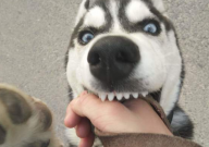 打哈士奇打狠了会咋样(会咬人吗)