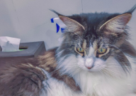 缅因猫的饲养方法(有哪些)