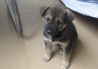中华田园犬怎么喂养(最好)