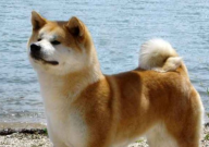 柴犬与秋田犬哪个便宜(价格差别)