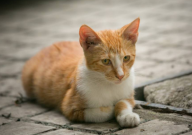 宠物猫打什么针(应该)